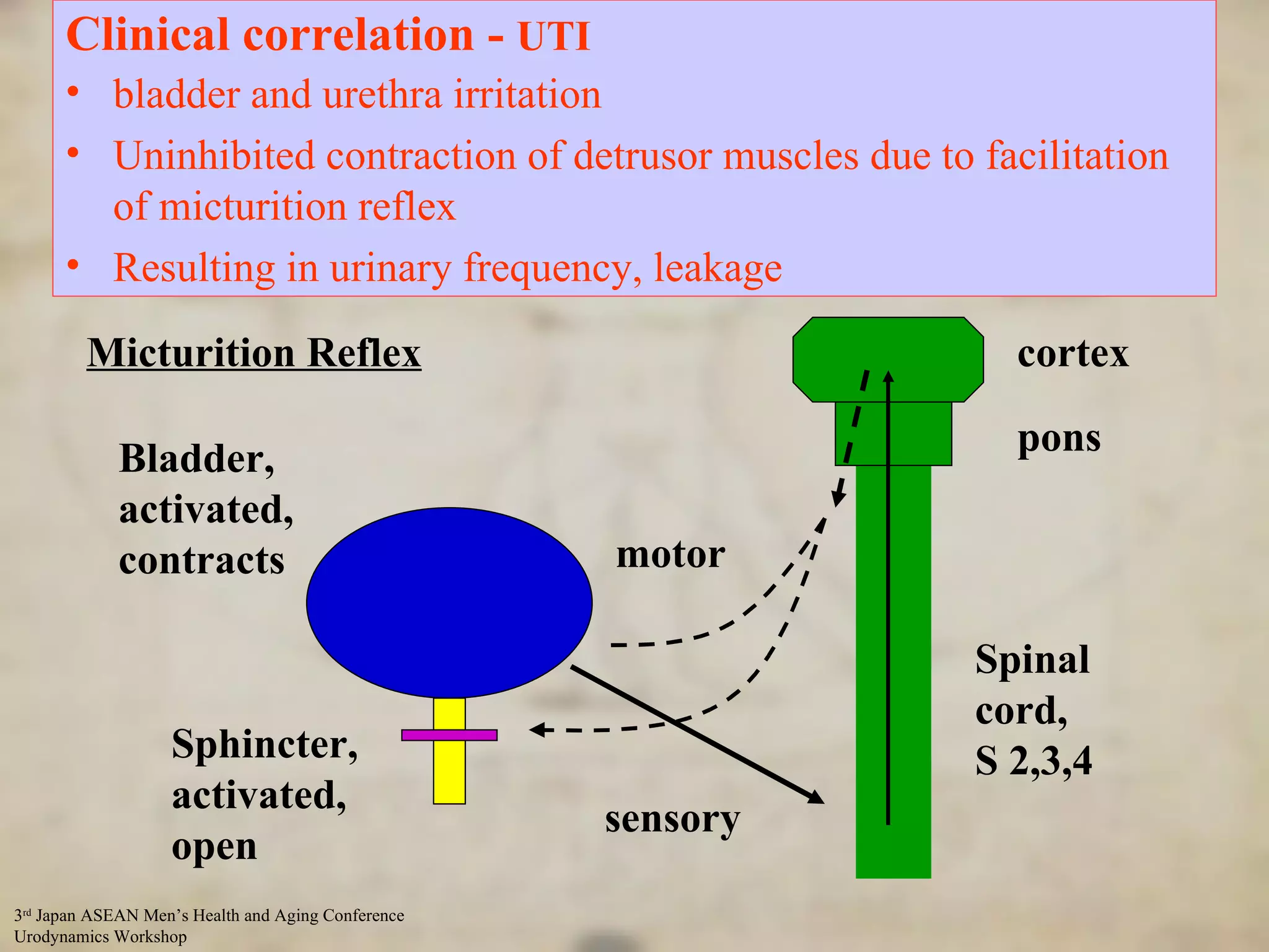 Control Of Micturation  - micturation phase Clinical correlation -  UTI   bladder and urethra irritation Uninhibited contraction of detrusor muscles due to facilitation of micturition reflex Resulting in urinary frequency, leakage Micturition Reflex Sphincter, activated, open sensory cortex pons Spinal cord,  S 2,3,4 Bladder, activated, contracts motor 