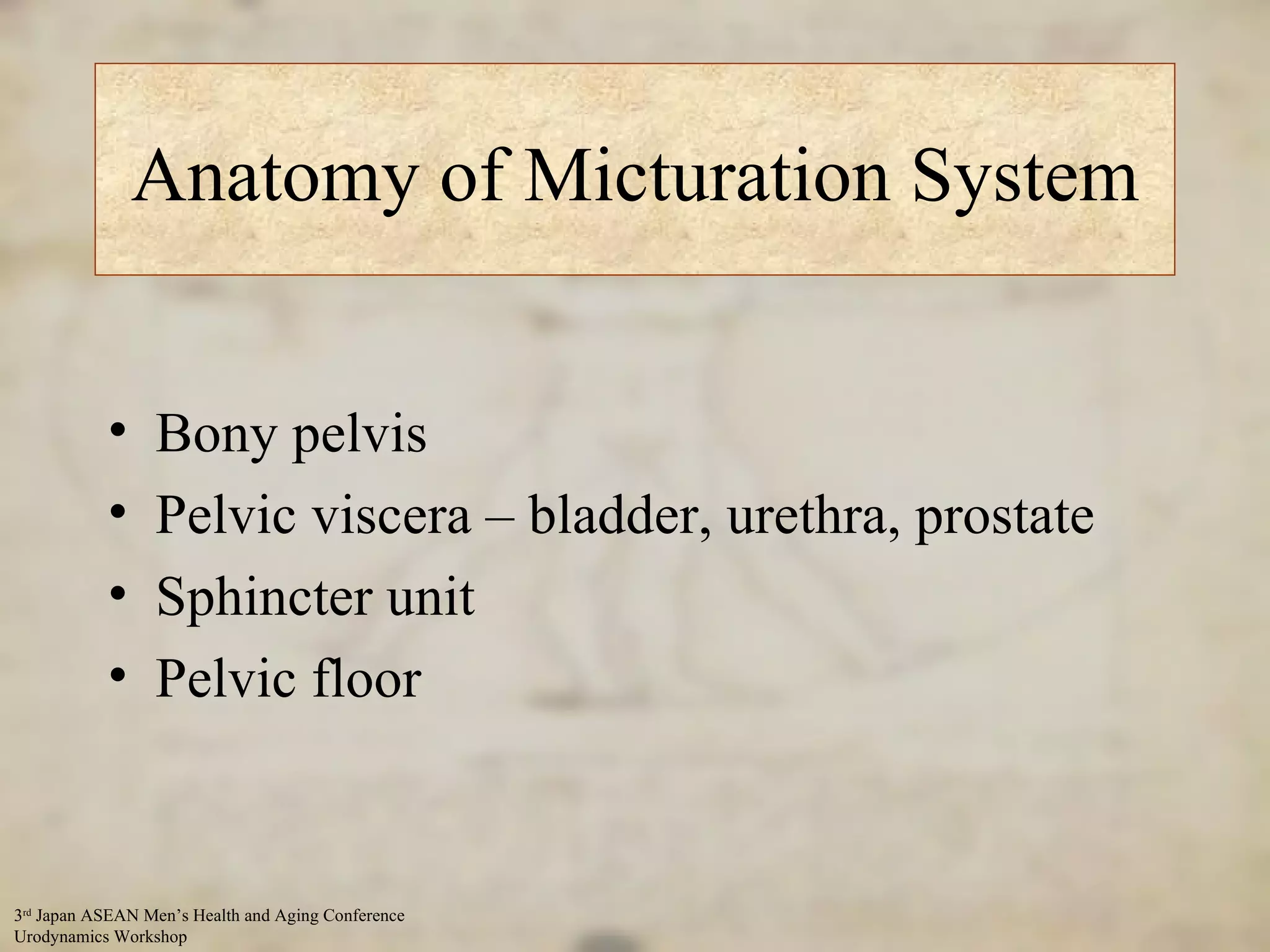 Anatomy of Micturation System Bony pelvis Pelvic viscera – bladder, urethra, prostate Sphincter unit Pelvic floor 
