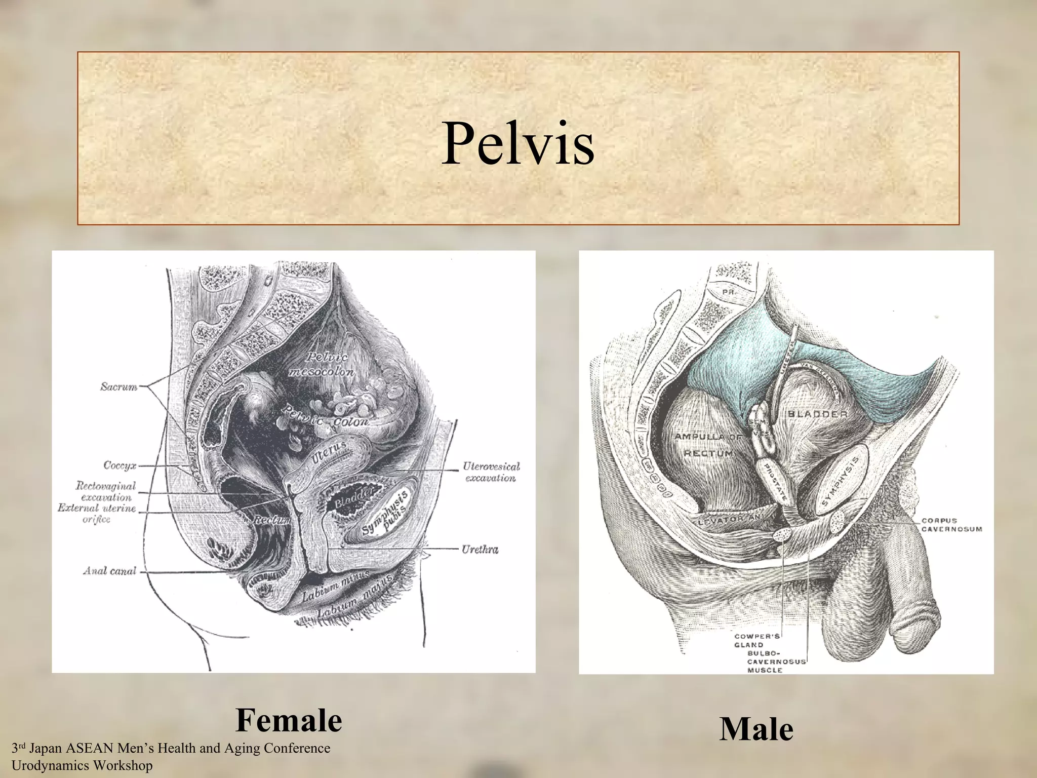 Pelvis Female Male 