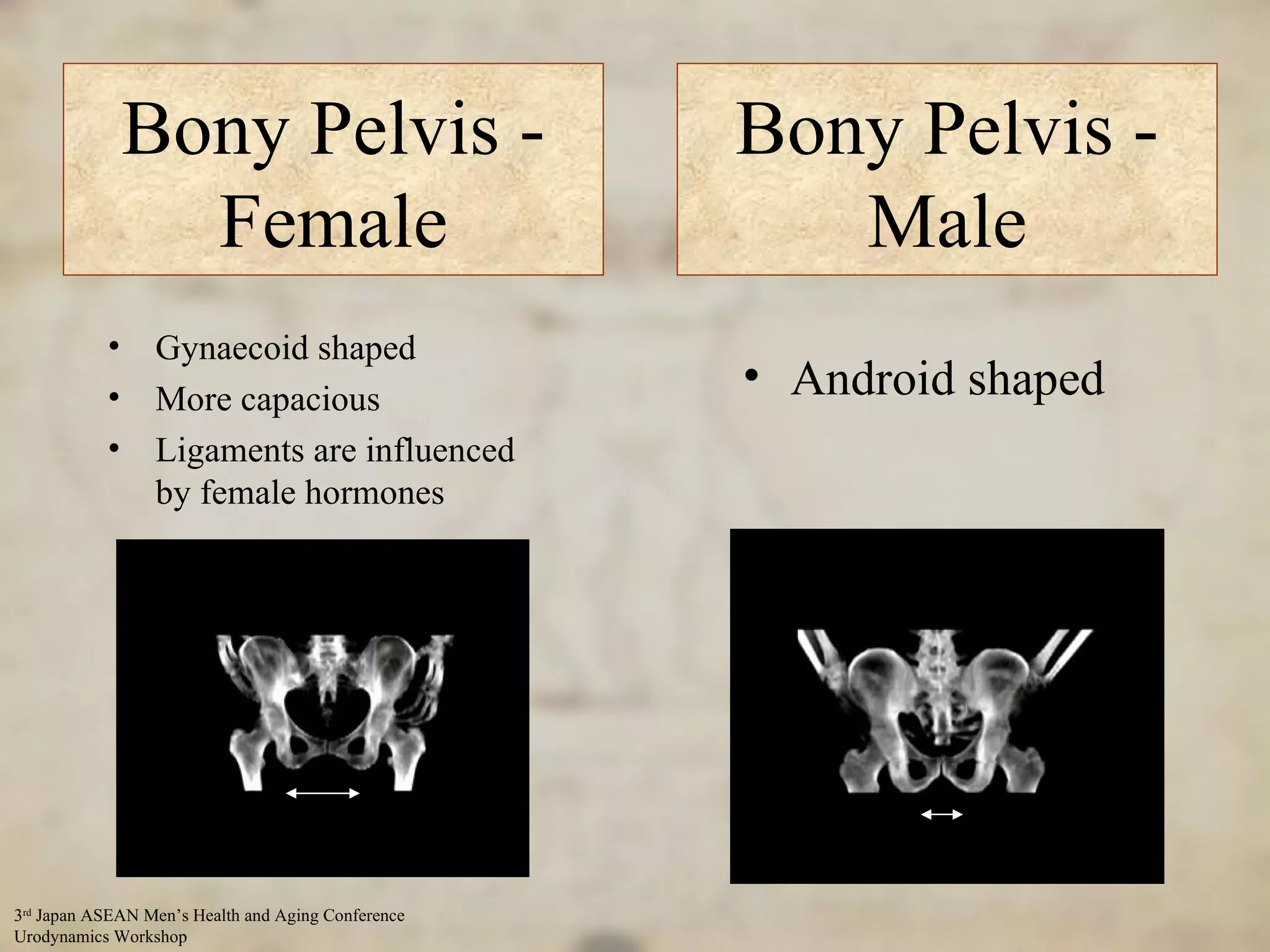 Bony Pelvis - Female Gynaecoid shaped More capacious Ligaments are influenced by female hormones Bony Pelvis - Male Android shaped 