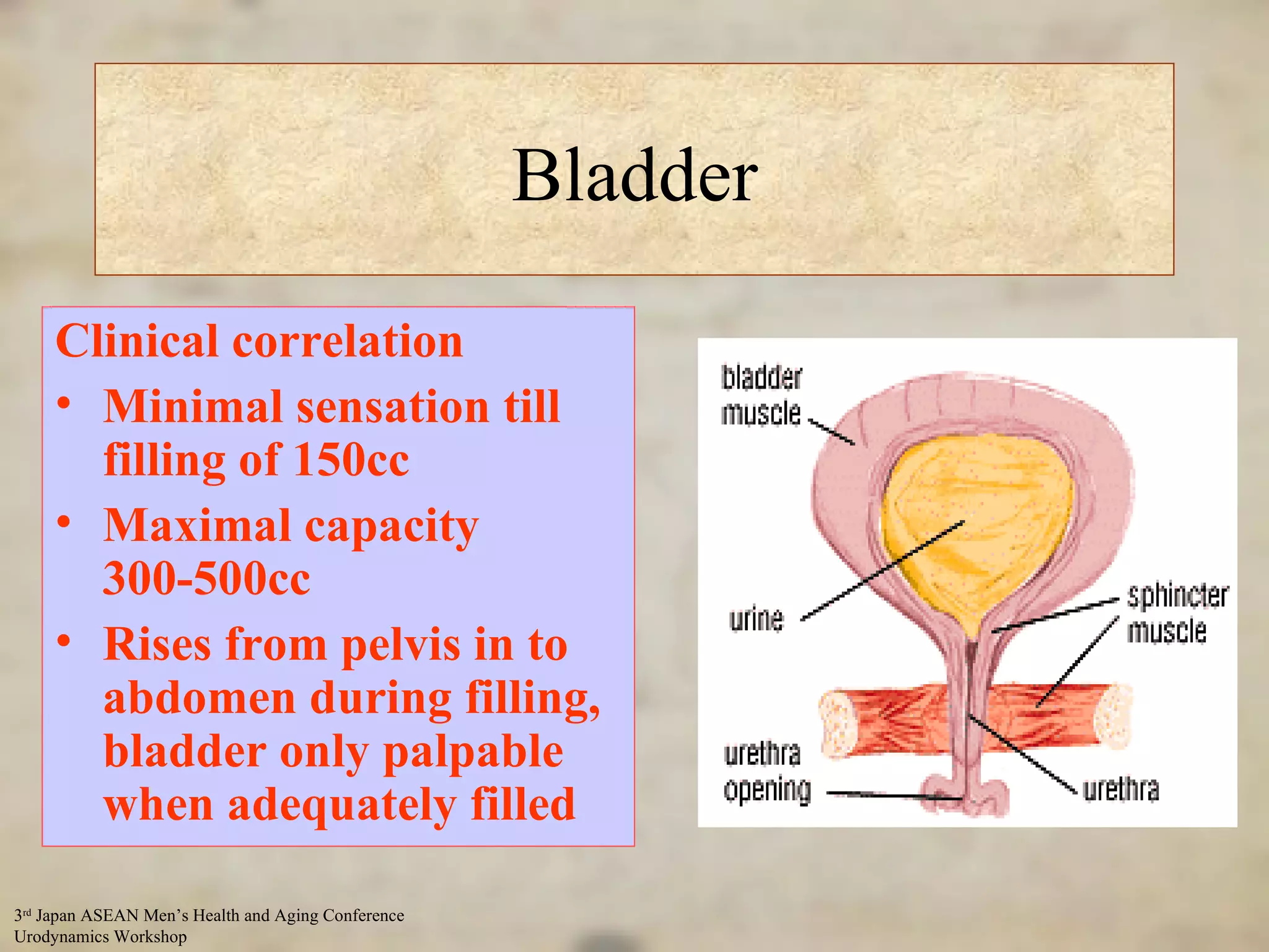 Bladder Storage low pressure capacity 300 – 500 cc Good vascularity, innervated Voiding Strong detrusor contraction Clinical correlation Minimal sensation till filling of 150cc Maximal capacity 300-500cc Rises from pelvis in to abdomen during filling, bladder only palpable when adequately filled 
