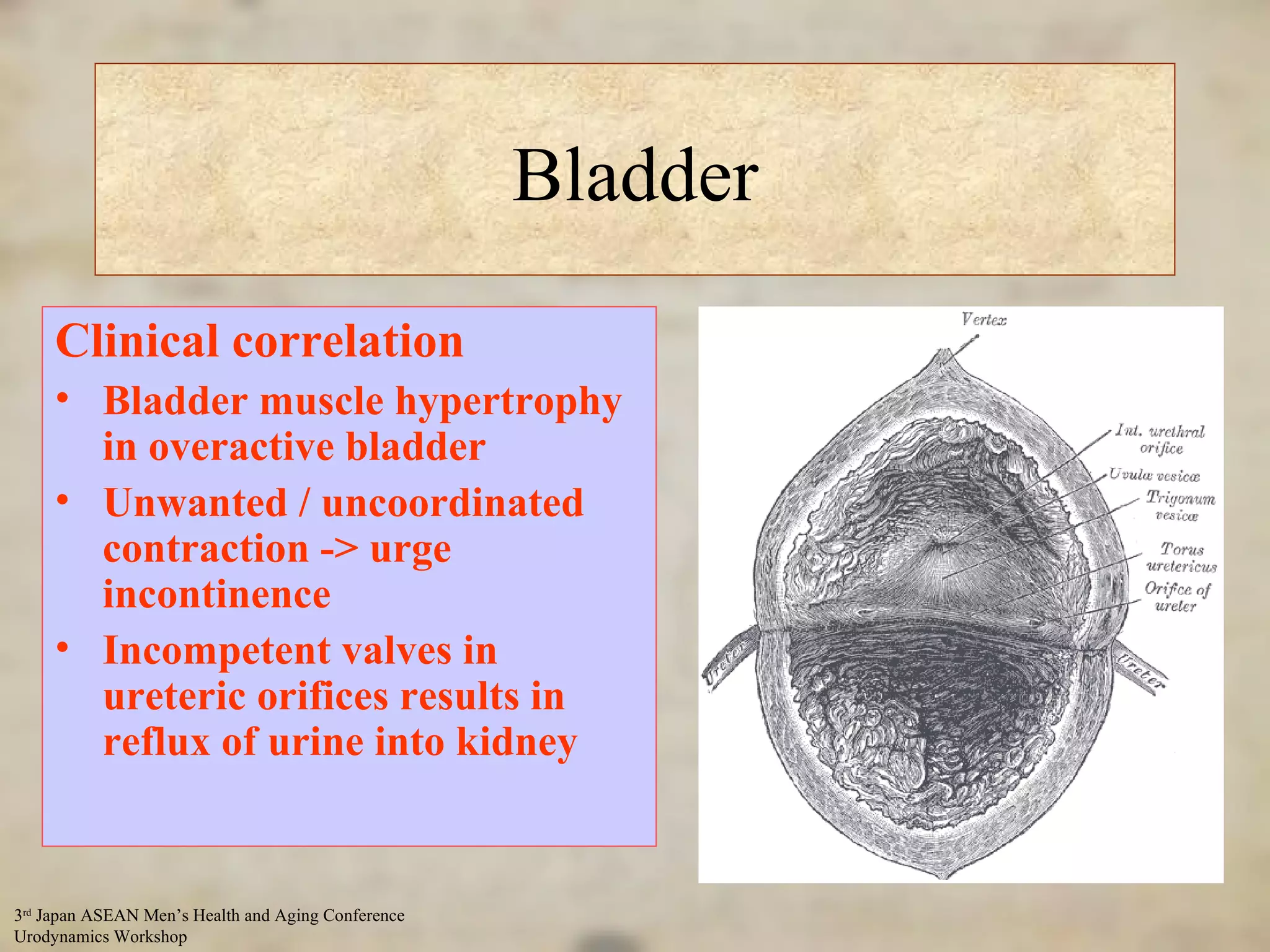 Bladder Bladder neck, internal urethral orifice Ureteric orifice Trigone Dome 3 layers – mucosa, muscle, serosa Clinical correlation Bladder muscle hypertrophy in overactive bladder Unwanted / uncoordinated contraction -> urge incontinence Incompetent valves in ureteric orifices results in reflux of urine into kidney 