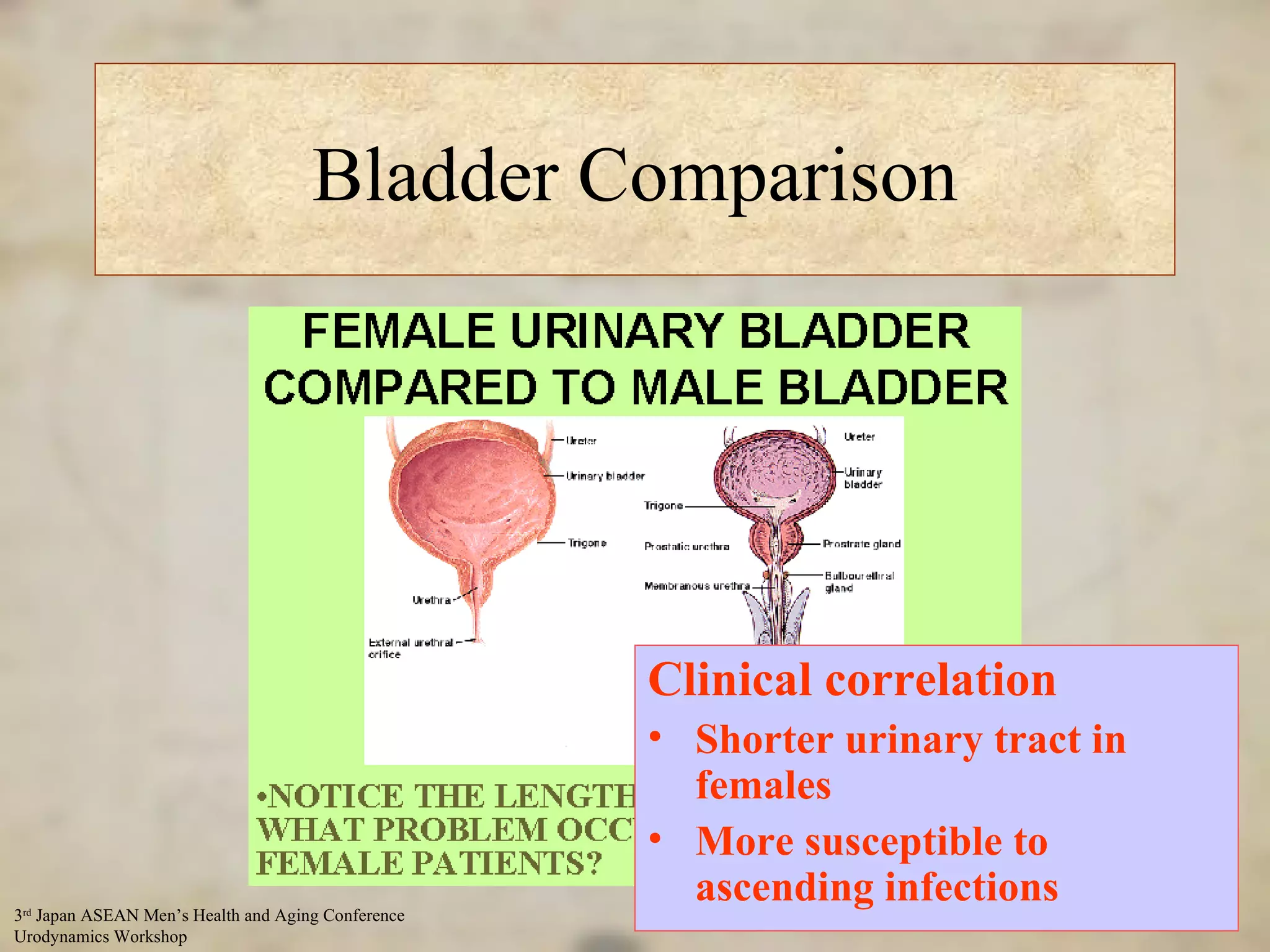 Bladder Comparison Clinical correlation Shorter urinary tract in females More susceptible to ascending infections 