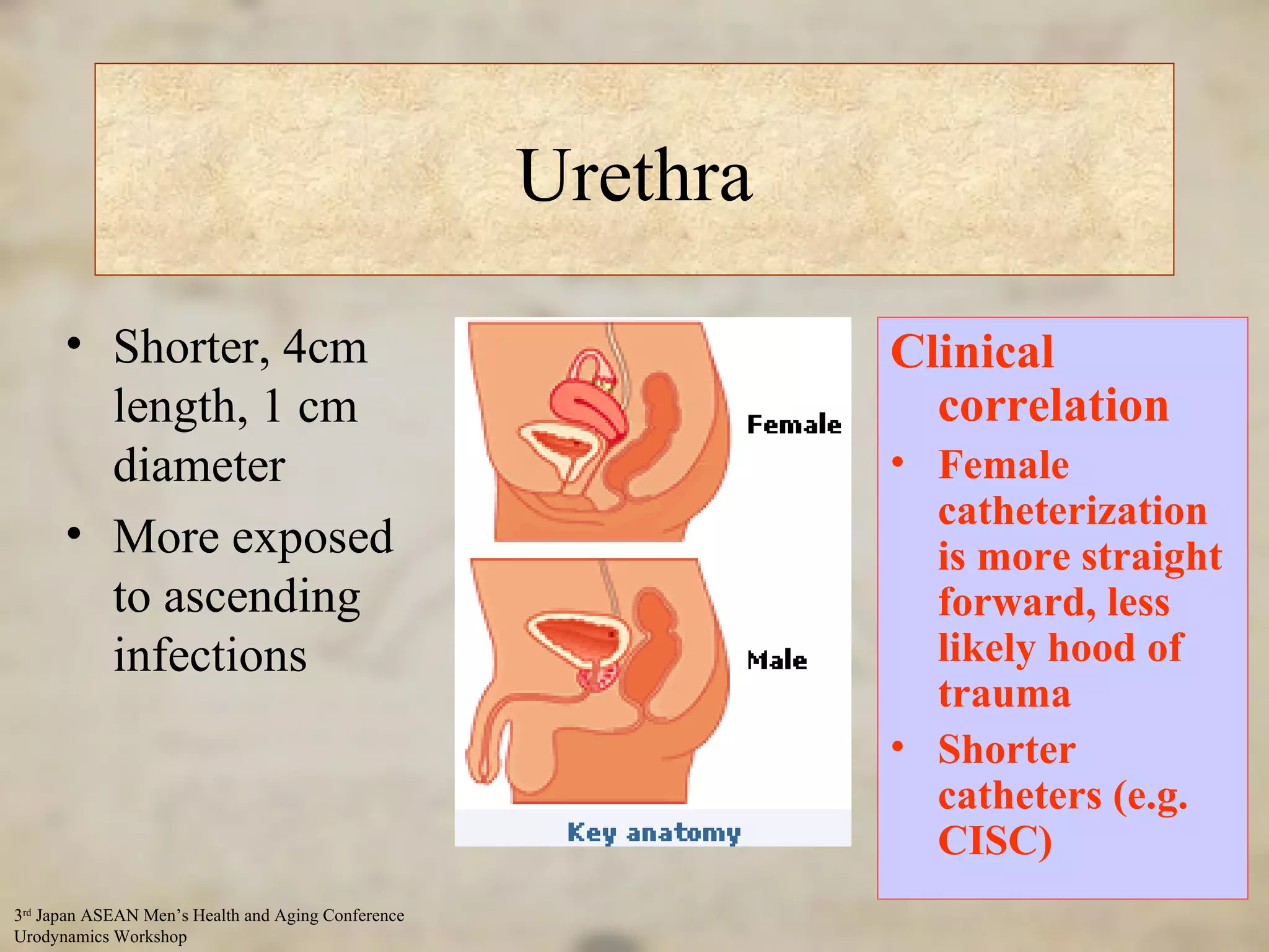 Urethra Shorter, 4cm length, 1 cm diameter More exposed to ascending infections Longer, 20 cm length, 1 cm diameter Less likely for ascending infections Challenge to catheterize Clinical correlation Female catheterization is more straight forward, less likely hood of trauma  Shorter catheters (e.g. CISC) 
