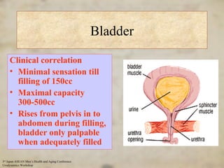 tract urinary innervation