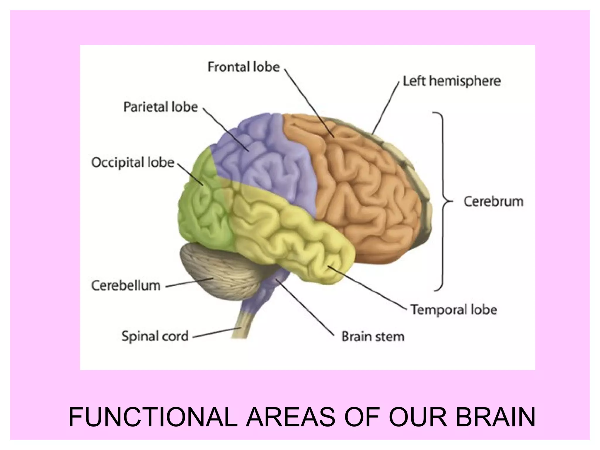 FUNCTIONAL AREAS OF OUR BRAIN
