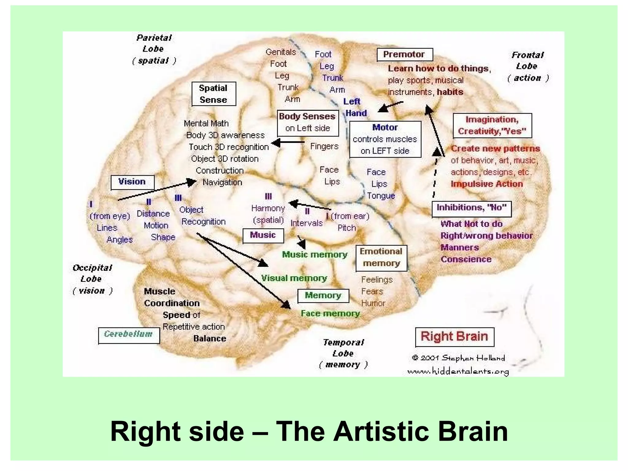 Right side – The Artistic Brain