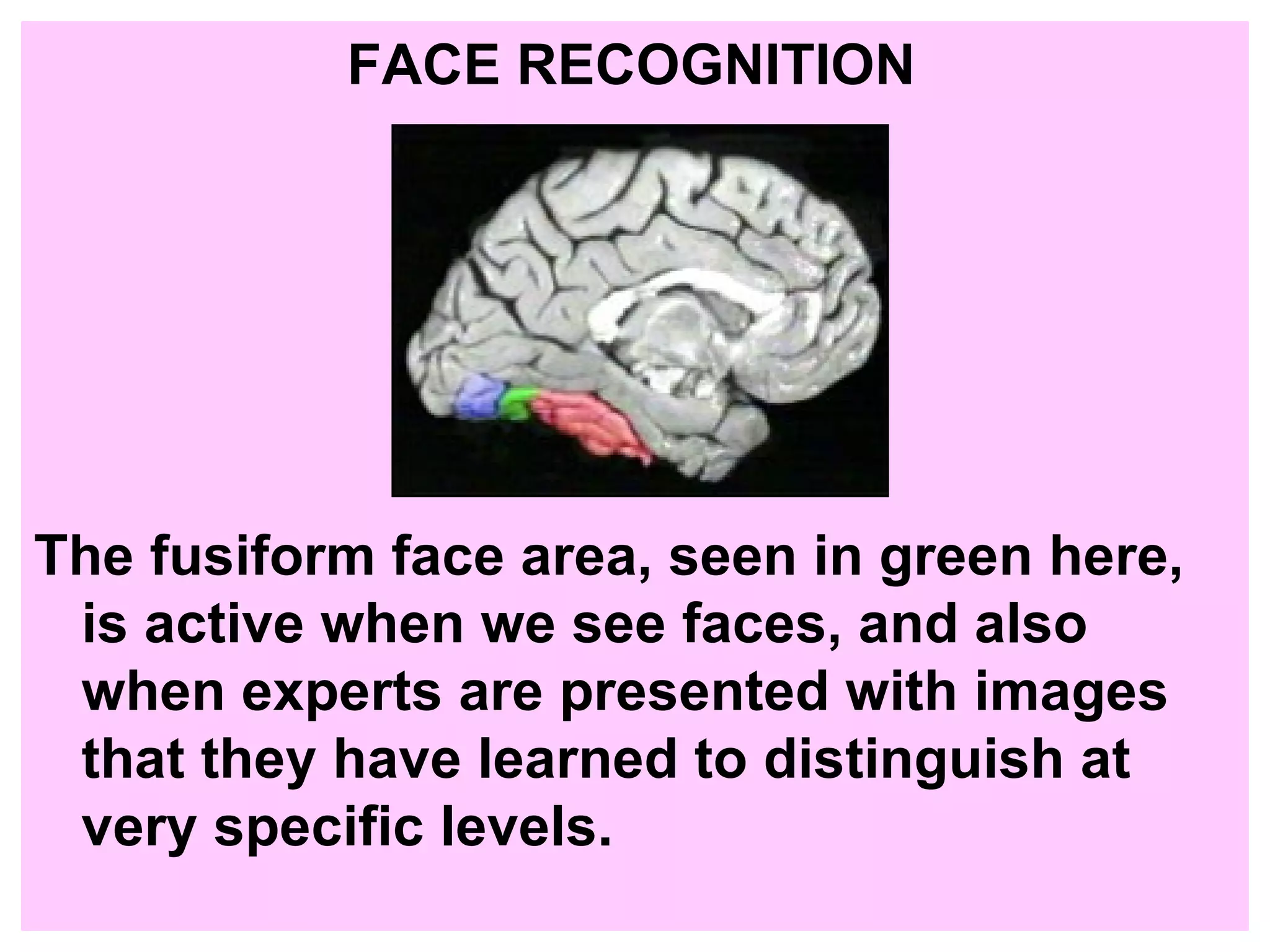 FACE RECOGNITION The fusiform face area, seen in green here, is active when we see faces, and also when experts are presented with images that they have learned to distinguish at very specific levels.