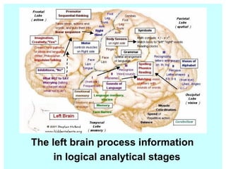 The left brain process information  in logical analytical stages 