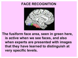 FACE RECOGNITION The fusiform face area, seen in green here, is active when we see faces, and also when experts are presented with images that they have learned to distinguish at very specific levels. 