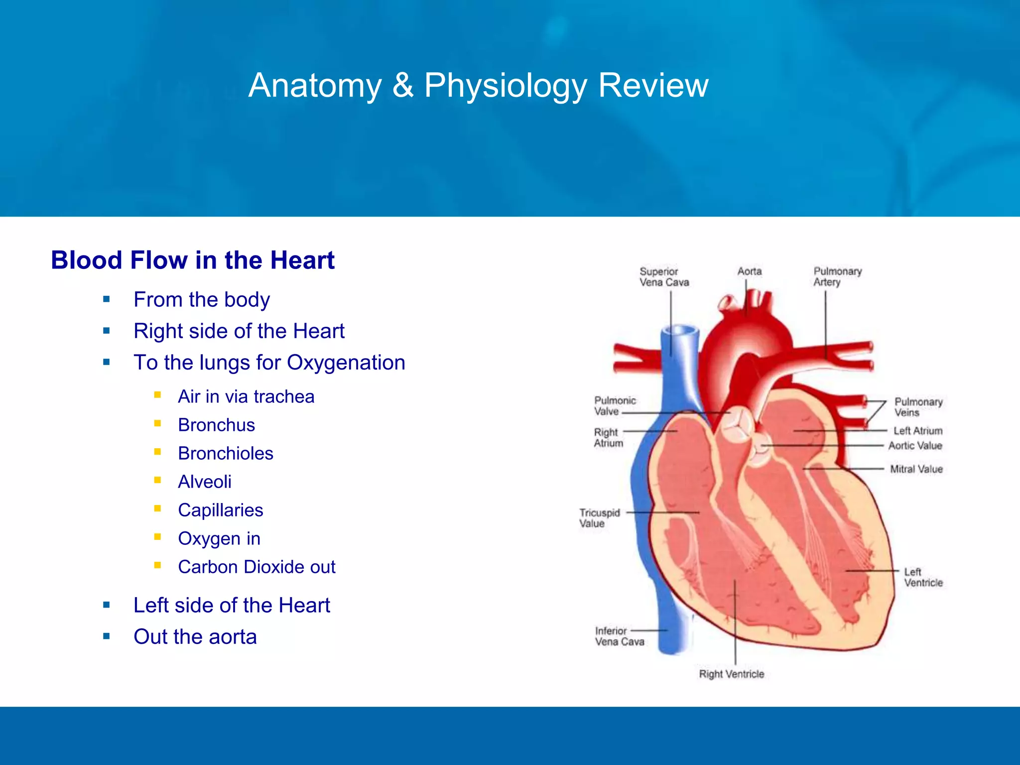 Blood Flow in the Heart
 From the body
 Right side of the Heart
 To the lungs for Oxygenation
 Air in via trachea
 Bronchus
 Bronchioles
 Alveoli
 Capillaries
 Oxygen in
 Carbon Dioxide out
 Left side of the Heart
 Out the aorta
Anatomy & Physiology Review
 