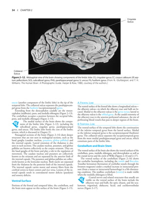 Uncus Brain Function _functional-neuroanatomy-text-and-atlas-2nd-ed-9780071408127-0071408126.pdf