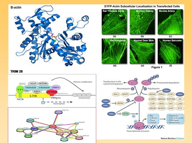 Functional Analysis Of Proteomic Biomarkers And Targeting Glioblastoma