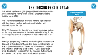THE TENSOR FASCIA LATAE
B E C O M E T H E E X P E R T
The tensor fascia latae (TFL) originates on the anterior iliac
crest and inserts on the outer (lateral) upper tibia via the
iliotibial band (ITB).
The TFL muscles stabilize the hips, flex the hips and work
with the gluteus medius and minimus to abduct and
internally rotate the hips.
If the TFL becomes tight or starts to cause excessive friction
on the bony prominences on the outer side of the hip, it can
result in pain around the outer hip and down the side of the
leg.
Although people may find relief from rolling the iliotibial band,
it is such a thick band of fascia, that there is not going to be
any long-term adaptation. Therefore, if release techniques
and stretches are being used on the TFL and outer thigh
area, it is also key to strengthen the muscles that surround
and support the hip and knee, such as the gluteals.
TENSOR FASCIA
LATAE
 