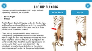 THE HIP FLEXORS
B E C O M E T H E E X P E R T
The main hip flexors are made up of 2 major muscles
collectively known as the Iliopsoas:
• Psoas Major
• Iliacus
The hip flexors do what they say on the tin, flex the hips,
and therefore, are incredibly important – it is essential for
sprinters to have a powerful front side mechanic (knee
coming up) to drive them forward.
Often, the hip flexors could do with a little more
strengthening (people seem to hate on them and only
want to target the abs, etc). However, because the psoas
major originates between T12 and L5, it will pull on the
spine when the hips flex (think supine leg raise) and for
some people, it can cause back discomfort – try
collectively strengthening and stretching the anterior
chain muscles such as the hip flexors and abdominals.
PSOAS MAJOR ILIACUS
 