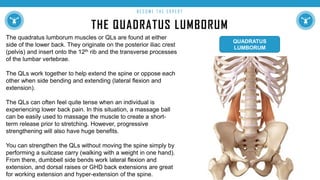 THE QUADRATUS LUMBORUM
B E C O M E T H E E X P E R T
The quadratus lumborum muscles or QLs are found at either
side of the lower back. They originate on the posterior iliac crest
(pelvis) and insert onto the 12th rib and the transverse processes
of the lumbar vertebrae.
The QLs work together to help extend the spine or oppose each
other when side bending and extending (lateral flexion and
extension).
The QLs can often feel quite tense when an individual is
experiencing lower back pain. In this situation, a massage ball
can be easily used to massage the muscle to create a short-
term release prior to stretching. However, progressive
strengthening will also have huge benefits.
You can strengthen the QLs without moving the spine simply by
performing a suitcase carry (walking with a weight in one hand).
From there, dumbbell side bends work lateral flexion and
extension, and dorsal raises or GHD back extensions are great
for working extension and hyper-extension of the spine.
QUADRATUS
LUMBORUM
 