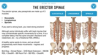 THE ERECTOR SPINAE
B E C O M E T H E E X P E R T
The erector spinae, aka paraspinals are made up of 3
muscles:
• Iliocostalis
• Longissimus
• Spinalis
If you want a strong back, you need strong erectors!
Although some individuals suffer with back injuries that
may contraindicate specific movements for a time. It is a
complete fallacy that the spine shouldn’t flex/bend and
rotate/twist, etc – try a Rotational RDL (RRDL).
A healthy spine wants to move, and we should
progressively work these movements – regress and
progress:
Bird Dog – Dorsal Raise – GHD Back Extension – KB/DB
RDL + Deadlift – BB Rack Pull – BB RDL + Deadlift.
ILIOCOSTALIS LONGISSIMUS SPINALIS
 