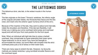 THE LATTISIMUS DORSI
B E C O M E T H E E X P E R T
The latissimus dorsi, aka lats, is the widest muscle in the human
body.
The lats originate on the lower 7 thoracic vertebrae, the inferior angle
of the scapula (shoulder blade), the thoracolumbar fascia and the iliac
crest, and insert onto the anterior upper humerus (front of the arm).
Because of the insertion of the lats, they work to adduct and internally
rotate the shoulders and therefore, if the lats lack flexibility, it will
hinder you in taking your arms overhead (strict press and overhead
squat) and will limit your front rack position for the front squat.
Note: When an individual with tight lats tries to press a barbell
overhead, they compensate by hyper-extending their lower spine.
Hyper-extension is not an issue if you have the strength to
accommodate the stress, but some lifters will complain that the strict
overhead press puts a lot of stress on their lower back.
There are many ways to stretch the lats. However, my favourite
methods are loaded stretches: Lying dumbbell shoulder flexions and
the overhead squat.
LATISSIMUS DORSI
 