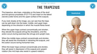 THE TRAPEZIUS
B E C O M E T H E E X P E R T
The trapezius, aka traps, originates on the base of the skull
and the spinous processes of C7-T12 and insert on the lateral
clavicle (collar bone) and the upper surface of the scapula.
If you look closely at the image, you can see how the traps
can be split down into the lower, middle, and upper traps,
depending on the direction in which the muscle fibres travel.
When the upper traps contract concentrically and shorten,
they elevate the scapula (shrug the shoulders), and this
action occurs during exercises like shrugs and upright rows.
When the middle traps contract concentrically and shorten,
they will assist the rhomboids in retracting the scapula, and
this action occurs during horizontal rows.
When the lower traps contract concentrically and shorten,
they will assist in depression of the scapula and upward
rotation (the mid traps also assist in upward rotation).
TRAPEZIUS
 