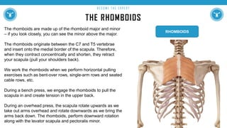 THE RHOMBOIDS
B E C O M E T H E E X P E R T
The rhomboids are made up of the rhomboid major and minor
– if you look closely, you can see the minor above the major.
The rhomboids originate between the C7 and T5 vertebrae
and insert onto the medial border of the scapula. Therefore,
when they contract concentrically and shorten, they retract
your scapula (pull your shoulders back).
We work the rhomboids when we perform horizontal pulling
exercises such as bent-over rows, single-arm rows and seated
cable rows, etc.
During a bench press, we engage the rhomboids to pull the
scapula in and create tension in the upper back.
During an overhead press, the scapula rotate upwards as we
take out arms overhead and rotate downwards as we bring the
arms back down. The rhomboids, perform downward rotation
along with the levator scapula and pectoralis minor.
RHOMBOIDS
 