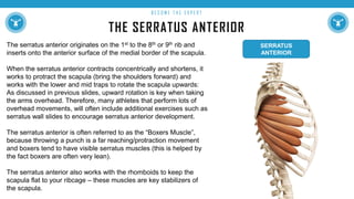 THE SERRATUS ANTERIOR
B E C O M E T H E E X P E R T
The serratus anterior originates on the 1st to the 8th or 9th rib and
inserts onto the anterior surface of the medial border of the scapula.
When the serratus anterior contracts concentrically and shortens, it
works to protract the scapula (bring the shoulders forward) and
works with the lower and mid traps to rotate the scapula upwards:
As discussed in previous slides, upward rotation is key when taking
the arms overhead. Therefore, many athletes that perform lots of
overhead movements, will often include additional exercises such as
serratus wall slides to encourage serratus anterior development.
The serratus anterior is often referred to as the “Boxers Muscle”,
because throwing a punch is a far reaching/protraction movement
and boxers tend to have visible serratus muscles (this is helped by
the fact boxers are often very lean).
The serratus anterior also works with the rhomboids to keep the
scapula flat to your ribcage – these muscles are key stabilizers of
the scapula.
SERRATUS
ANTERIOR
 