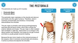 THE PECTORALS
B E C O M E T H E E X P E R T
The pectorals are made up of 2 muscles:
• Pectoralis Major
• Pectoralis Minor
The pectoralis major originates on the clavicle and sternum
and inserts onto the upper humerus. Therefore, when it
contracts concentrically and shortens, it horizontally
adducts/flexes the shoulder.
The pec major is primarily used during pushing/pressing
exercises like the bench press, which also involves the
anterior deltoids and triceps. The pec major is often isolated
with dumbbell or cable flys, where there is no change in the
elbow position and therefore, the triceps do not get involved
and there is usually greater eccentric loading.
Because the pec minor inserts on the coracoid process of
the scapula, when it contracts concentrically and shortens,
it works to protract and depress the shoulder.
PECTORALIS
MAJOR
PECTORALIS
MINOR
 