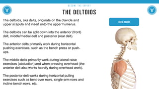 THE DELTOIDS
B E C O M E T H E E X P E R T
The deltoids, aka delts, originate on the clavicle and
upper scapula and insert onto the upper humerus.
The deltoids can be split down into the anterior (front)
delt, middle/medial delt and posterior (rear delt).
The anterior delts primarily work during horizontal
pushing exercises, such as the bench press or push-
ups.
The middle delts primarily work during lateral raise
exercises (abduction) and when pressing overhead (the
anterior delt also works heavily during overhead work).
The posterior delt works during horizontal pulling
exercises such as bent-over rows, single-arm rows and
incline bench rows, etc.
DELTOID
 
