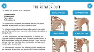 THE ROTATOR CUFF
B E C O M E T H E E X P E R T
The rotator cuff is made up of 4 muscles:
• Supraspinatus
• Infraspinatus
• Teres Minor
• Subscapularis
The supraspinatus stabilizes and abducts the shoulder and is
therefore, worked when you perform lateral raises.
The infraspinatus stabilizes and externally rotates the shoulder
and therefore, works when you perform band external rotations or
face pulls, etc.
The teres minor works with the infraspinatus to stabilize and
externally rotate the shoulder. Note: The teres major (little lat) is
NOT classed as a rotator cuff because it doesn’t insert onto the
humeral head and therefore, does not have the primary role of
stabilizing the shoulder joint.
The subscapularis stabilizes and internally rotates the shoulder
and therefore, works when you perform band internal rotations.
SUPRASPINATUS INFRASPINATUS
TERES MINOR SUBSCAPULARIS
 