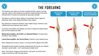 THE FOREARMS
B E C O M E T H E E X P E R T
The forearms are made up of many muscles that flex, extend, pronate,
supinate, adduct (ulna deviation) and abduct (radial deviation) the wrist –
strong forearm muscles are essential for good grip strength.
Key flexors include the flexor digitorum superficialis, flexor digitorum
profundus, flexor carpi radialis and flexor carpi ulnaris.
Key extensors include the extensor capri radialis longus, extensor carpi
radialis brevis and extensor carpi ulnaris.
A common issue lifters and athletes can face is medial and lateral elbow
pain and the culprits are often:
Medial Epicondylitis, aka Golfer’s or Baseball Elbow: Pronator teres
and flexor carpi radialis.
Lateral Epicondylitis, aka Tennis Elbow: Extensor carpi radialis brevis.
Note: Despite the common names, it is not just tennis players that suffer.
Strengthening the forearm muscles progressively will ensure your elbows
are kept in good health – don’t overdo grip strength work!
Note: The first two images are the left arm with palm up and the third
image is the left arm with the palm down.
PRONATOR
TERES
FLEXOR CARPI
RADIALIS
EXTENSOR CARPI
RADIALIS BREVIS
 