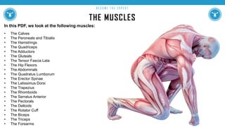 THE MUSCLES
B E C O M E T H E E X P E R T
In this PDF, we look at the following muscles:
• The Calves
• The Peroneals and Tibialis
• The Hamstrings
• The Quadriceps
• The Adductors
• The Gluteals
• The Tensor Fascia Lata
• The Hip Flexors
• The Abdominals
• The Quadratus Lumborum
• The Erector Spinae
• The Latissimus Dorsi
• The Trapezius
• The Rhomboids
• The Serratus Anterior
• The Pectorals
• The Deltoids
• The Rotator Cuff
• The Biceps
• The Triceps
• The Forearms
 