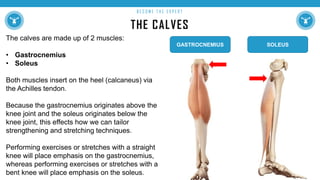THE CALVES
B E C O M E T H E E X P E R T
The calves are made up of 2 muscles:
• Gastrocnemius
• Soleus
Both muscles insert on the heel (calcaneus) via
the Achilles tendon.
Because the gastrocnemius originates above the
knee joint and the soleus originates below the
knee joint, this effects how we can tailor
strengthening and stretching techniques.
Performing exercises or stretches with a straight
knee will place emphasis on the gastrocnemius,
whereas performing exercises or stretches with a
bent knee will place emphasis on the soleus.
GASTROCNEMIUS SOLEUS
 