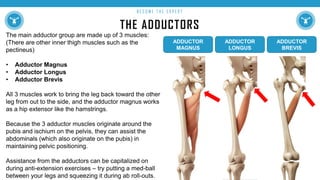 THE ADDUCTORS
B E C O M E T H E E X P E R T
The main adductor group are made up of 3 muscles:
(There are other inner thigh muscles such as the
pectineus)
• Adductor Magnus
• Adductor Longus
• Adductor Brevis
All 3 muscles work to bring the leg back toward the other
leg from out to the side, and the adductor magnus works
as a hip extensor like the hamstrings.
Because the 3 adductor muscles originate around the
pubis and ischium on the pelvis, they can assist the
abdominals (which also originate on the pubis) in
maintaining pelvic positioning.
Assistance from the adductors can be capitalized on
during anti-extension exercises – try putting a med-ball
between your legs and squeezing it during ab roll-outs.
ADDUCTOR
MAGNUS
ADDUCTOR
LONGUS
ADDUCTOR
BREVIS
 