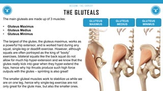 THE GLUTEALS
B E C O M E T H E E X P E R T
The main gluteals are made up of 3 muscles:
• Gluteus Maximus
• Gluteus Medius
• Gluteus Minimus
The largest of the glutes, the gluteus maximus, works as
a powerful hip extensor, and is worked hard during any
squat, single-leg or deadlift exercise. However, although
squats are often portrayed as the king of “booty”
exercises, bilateral squats like the back squat do not
allow for much hip hyper-extension and we know that the
glutes really kick into gear when they hyper-extend the
hips, hence why hip thrusts produce such high force
outputs with the glutes – sprinting is also great!
The smaller gluteal muscles work to stabilize us while we
are on one leg, hence why single-leg exercise are not
only great for the glute max, but also the smaller ones.
GLUTEUS
MAXIMUS
GLUTEUS
MEDIUS
GLUTEUS
MINIMUS
 