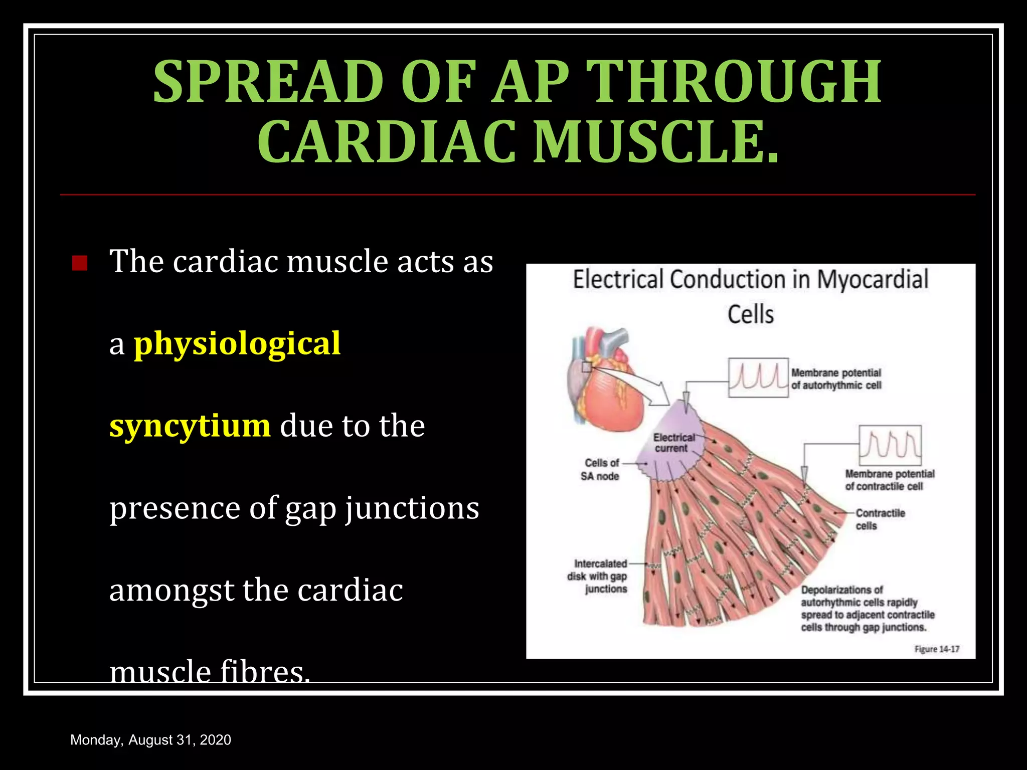 Functional anatomy and physiology of cardiac muscle | PPT