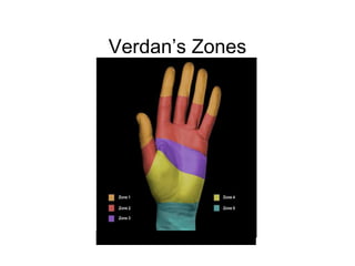 Verdan Classification Functional Anatomy Hand | PPT