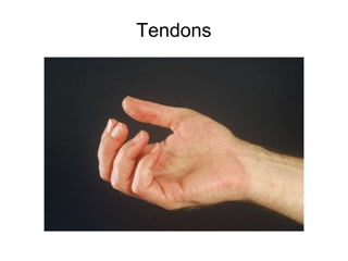 Functional Anatomy Hand | PPT