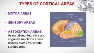 Functional anatomy of cortical areas | PPTX