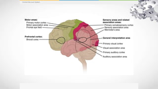 Functional anatomy of cortical areas | PPTX