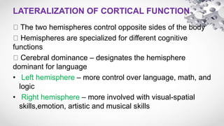 Functional anatomy of cortical areas | PPTX