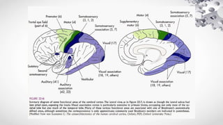 Functional anatomy of cortical areas | PPTX