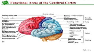 Functional anatomy of cortical areas | PPTX