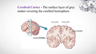 Functional anatomy of cortical areas | PPTX