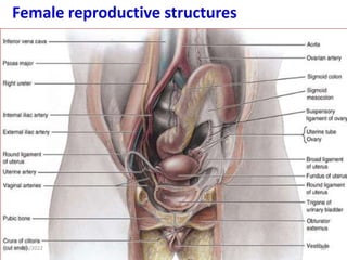 Functional Anatomy of Female Pelvis and the Fetal Skull