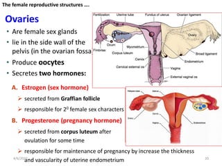 Functional Anatomy of Female Pelvis and the Fetal Skull