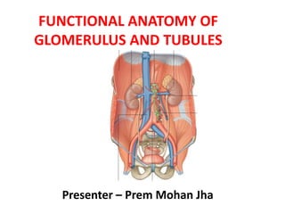 FUNCTIONAL ANATOMY OF
GLOMERULUS AND TUBULES
Presenter – Prem Mohan Jha
 