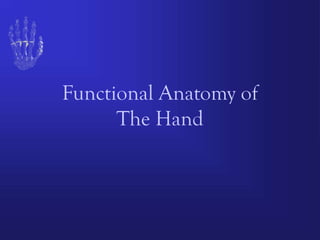 Hand Function Component Comprehensive Functional Anatomy of the Human Hand: Muscles, Tendons ...