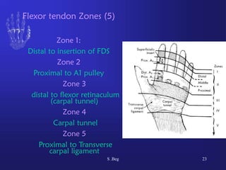 Verdan Classification Comprehensive Functional Anatomy of the Human Hand: Muscles, Tendons ...