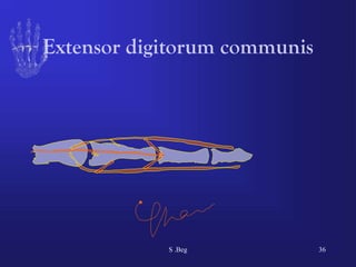 Comprehensive Functional Anatomy of the Human Hand: Muscles, Tendons ...