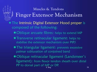 Comprehensive Functional Anatomy of the Human Hand: Muscles, Tendons ...