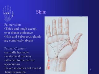 Comprehensive Functional Anatomy of the Human Hand: Muscles, Tendons ...